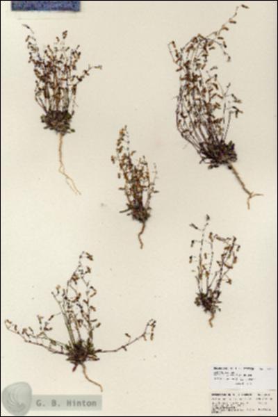 URN_catalog_HBHinton_herbarium_25717.jpg.jpg