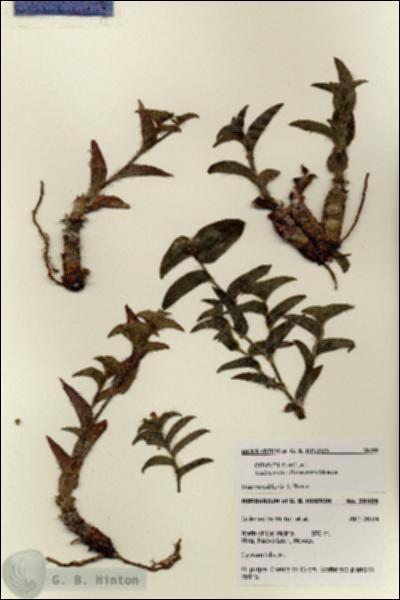 URN_catalog_HBHinton_herbarium_28409.jpg.jpg