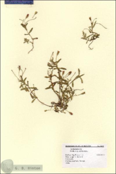 URN_catalog_HBHinton_herbarium_6422.jpg.jpg