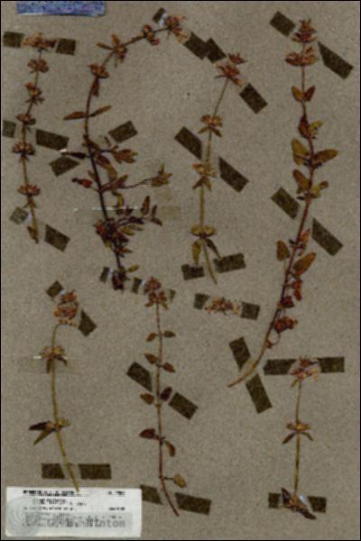 URN_catalog_HBHinton_herbarium_18509.jpg.jpg