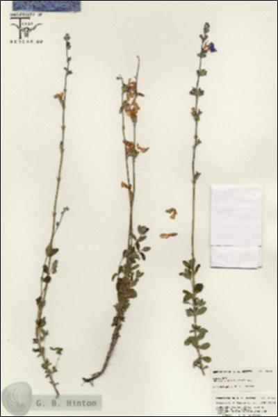 URN_catalog_HBHinton_herbarium_25508.jpg.jpg
