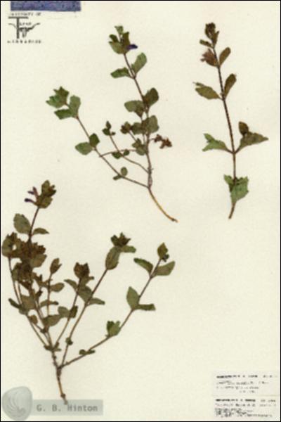 URN_catalog_HBHinton_herbarium_26553.jpg.jpg