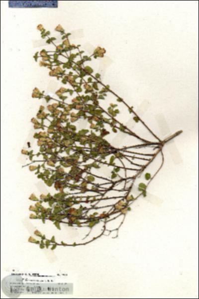 URN_catalog_HBHinton_herbarium_19968.jpg.jpg