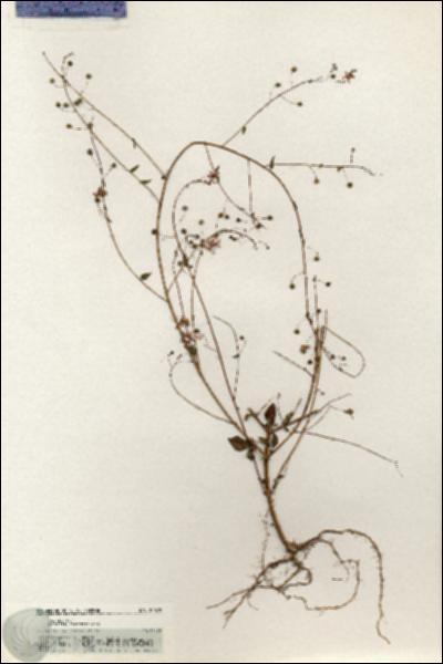 URN_catalog_HBHinton_herbarium_20879.jpg.jpg
