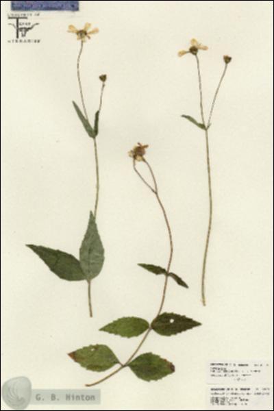 URN_catalog_HBHinton_herbarium_26073.jpg.jpg