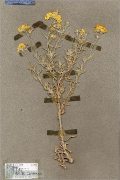 URN_catalog_HBHinton_herbarium_19476.jpg.jpg