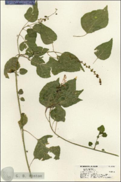 URN_catalog_HBHinton_herbarium_21412.jpg.jpg