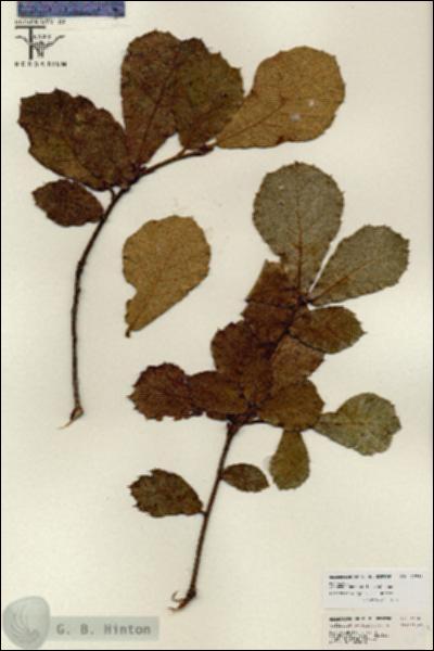 URN_catalog_HBHinton_herbarium_26781.jpg.jpg