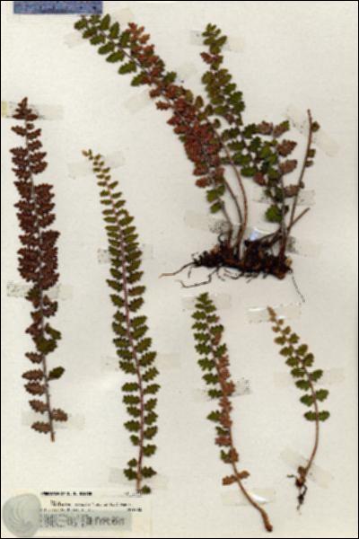 URN_catalog_HBHinton_herbarium_20074.jpg.jpg