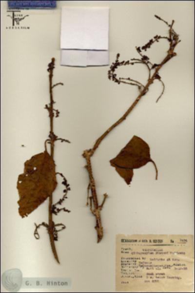 URN_catalog_HBHinton_herbarium_7534.jpg.jpg