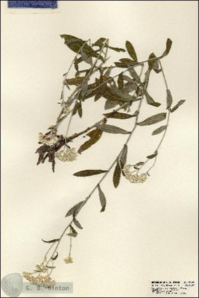 URN_catalog_HBHinton_herbarium_23665.jpg.jpg