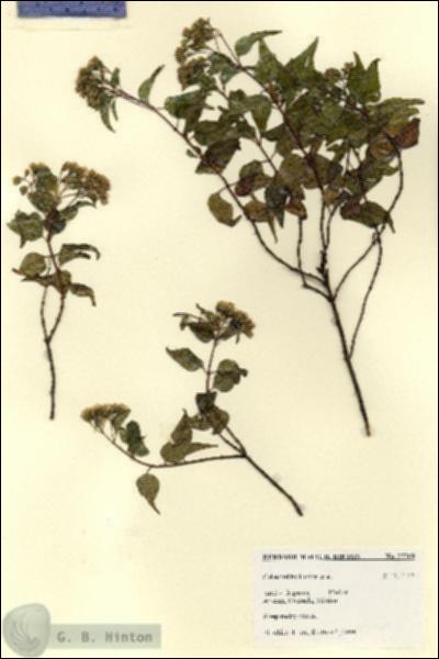 URN_catalog_HBHinton_herbarium_27769.jpg.jpg