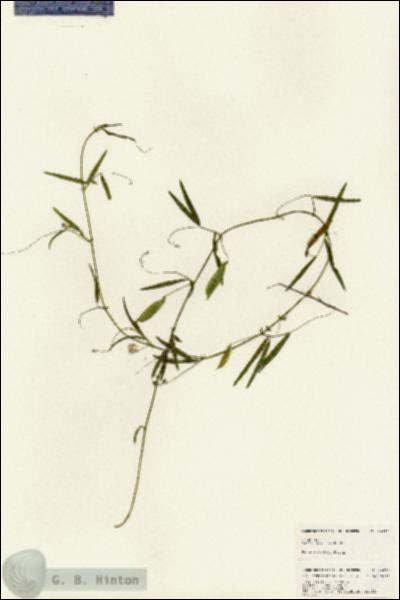 URN_catalog_HBHinton_herbarium_24811.jpg.jpg
