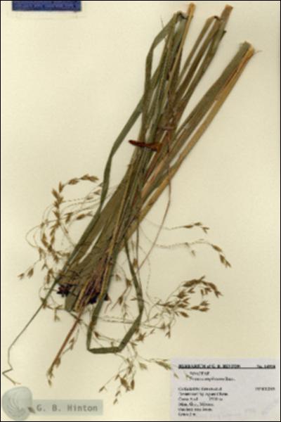 URN_catalog_HBHinton_herbarium_14954.jpg.jpg