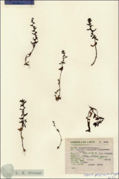 URN_catalog_HBHinton_herbarium_4632.jpg.jpg
