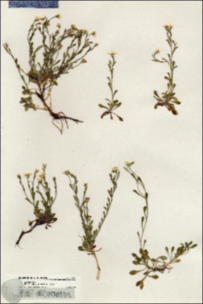 URN_catalog_HBHinton_herbarium_20265.jpg.jpg