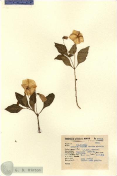 URN_catalog_HBHinton_herbarium_14403.jpg.jpg