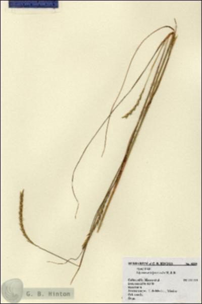 URN_catalog_HBHinton_herbarium_5229.jpg.jpg