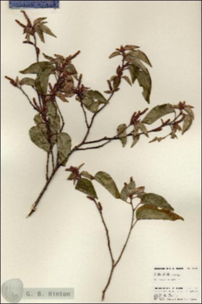 URN_catalog_HBHinton_herbarium_25136.jpg.jpg