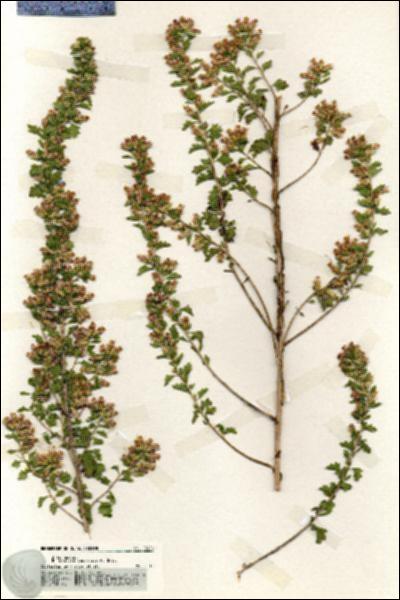 URN_catalog_HBHinton_herbarium_19926.jpg.jpg