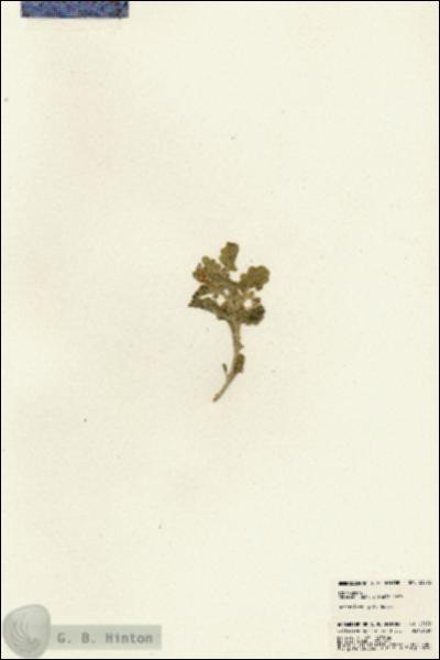 URN_catalog_HBHinton_herbarium_23372.jpg.jpg