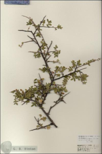 URN_catalog_HBHinton_herbarium_25712.jpg.jpg