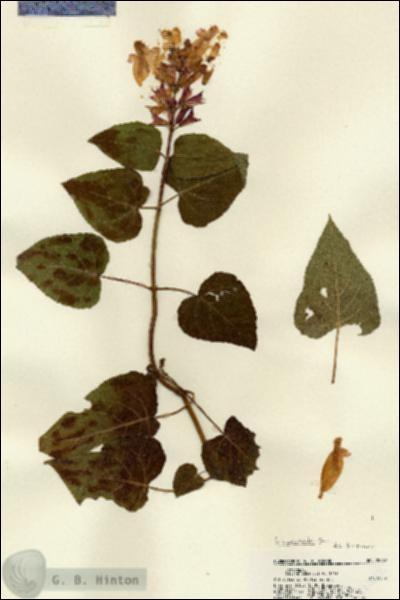 URN_catalog_HBHinton_herbarium_22562.jpg.jpg