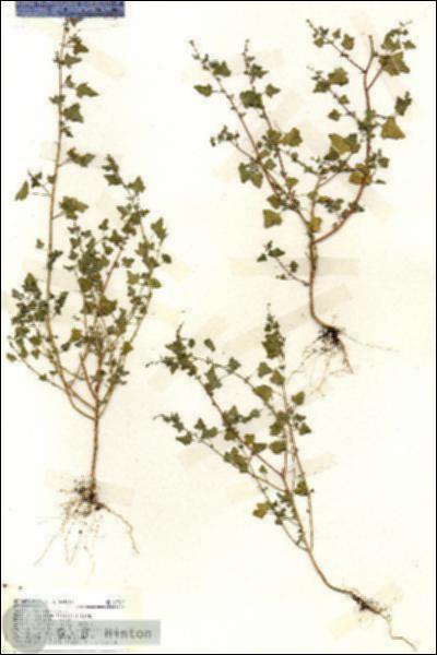 URN_catalog_HBHinton_herbarium_19207.jpg.jpg