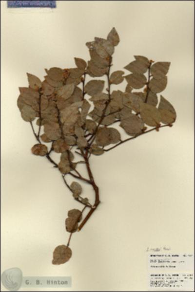 URN_catalog_HBHinton_herbarium_21811.jpg.jpg