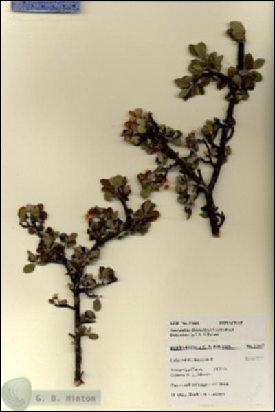 URN_catalog_HBHinton_herbarium_27645.jpg.jpg
