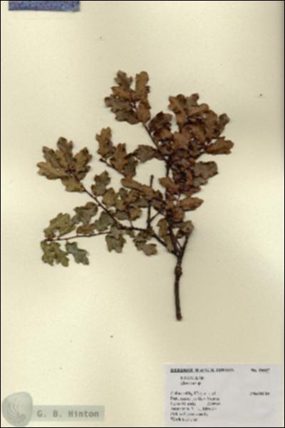 URN_catalog_HBHinton_herbarium_19007.jpg.jpg