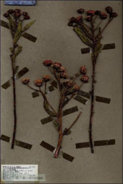 URN_catalog_HBHinton_herbarium_19321.jpg.jpg