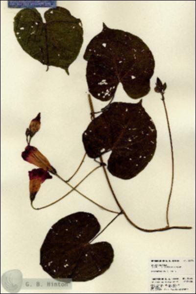 URN_catalog_HBHinton_herbarium_22294.jpg.jpg