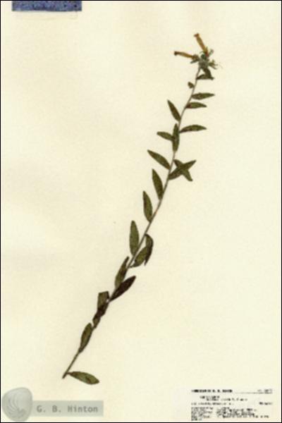 URN_catalog_HBHinton_herbarium_22072.jpg.jpg