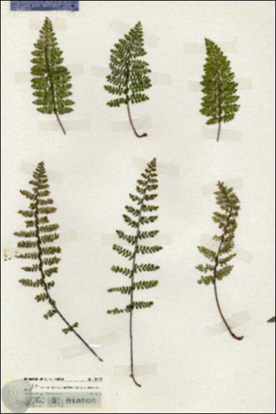 URN_catalog_HBHinton_herbarium_20092.jpg.jpg