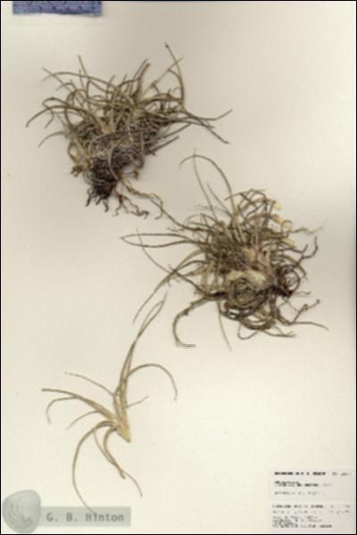 URN_catalog_HBHinton_herbarium_25174.jpg.jpg