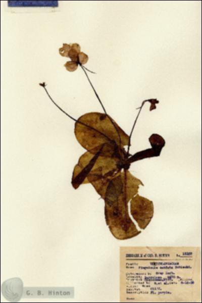 URN_catalog_HBHinton_herbarium_15107.jpg.jpg