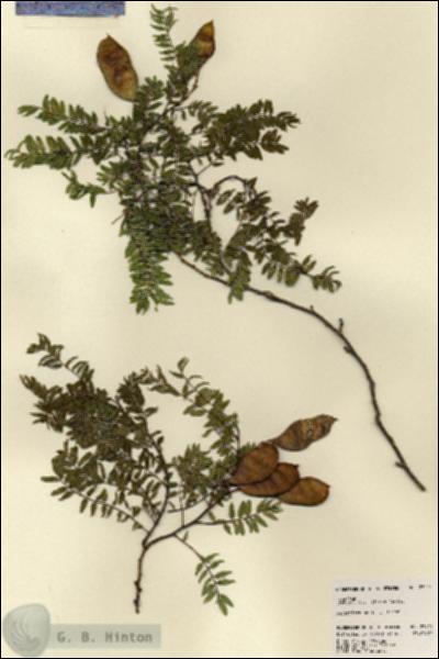 URN_catalog_HBHinton_herbarium_23474.jpg.jpg