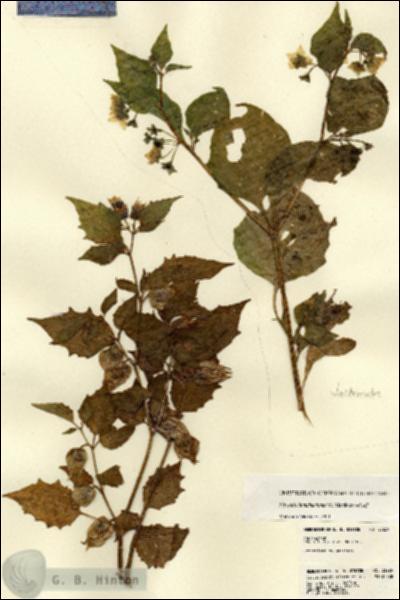 URN_catalog_HBHinton_herbarium_23229.jpg.jpg