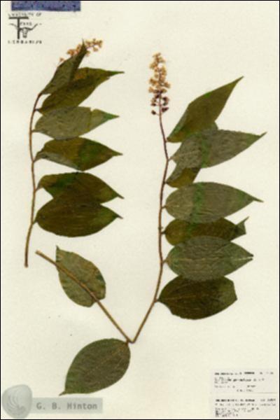 URN_catalog_HBHinton_herbarium_26599.jpg.jpg
