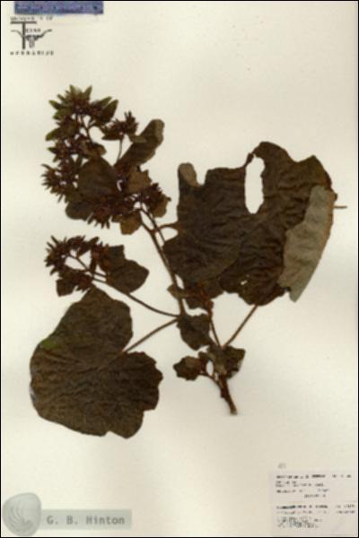 URN_catalog_HBHinton_herbarium_26229.jpg.jpg