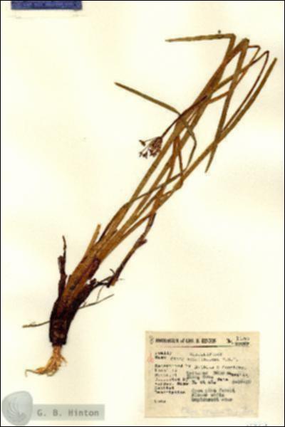 URN_catalog_HBHinton_herbarium_14267.jpg.jpg