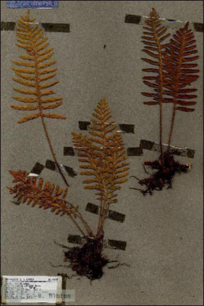 URN_catalog_HBHinton_herbarium_19045.jpg.jpg