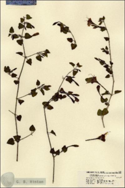 URN_catalog_HBHinton_herbarium_21533.jpg.jpg