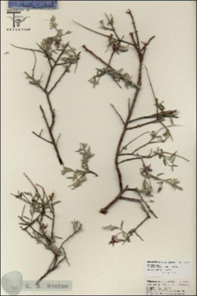 URN_catalog_HBHinton_herbarium_25781.jpg.jpg