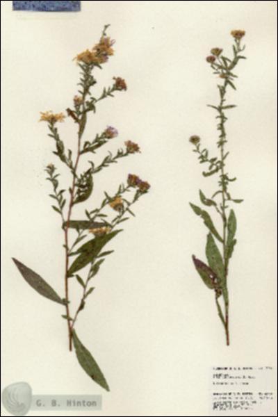 URN_catalog_HBHinton_herbarium_23909.jpg.jpg