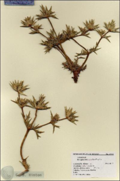 URN_catalog_HBHinton_herbarium_18562.jpg.jpg