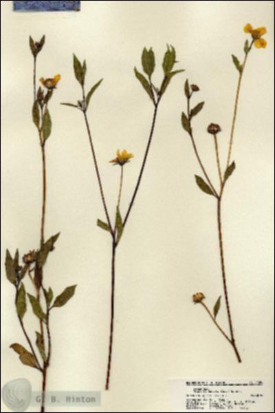 URN_catalog_HBHinton_herbarium_22329.jpg.jpg