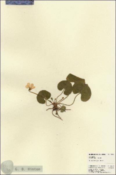 URN_catalog_HBHinton_herbarium_22678.jpg.jpg