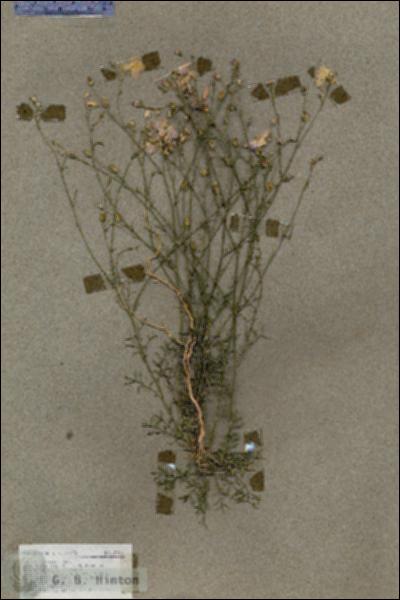 URN_catalog_HBHinton_herbarium_18510.jpg.jpg